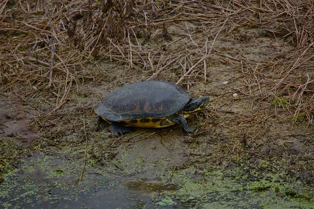 Turtle Turtle at Peaceful Waters Earth Day celebration. Photo: Patty Boxold.