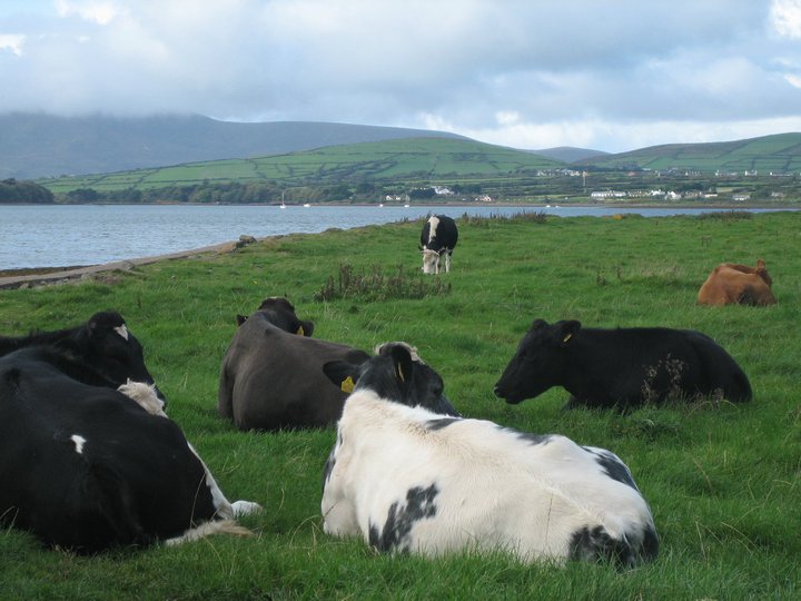 bull The Dingle Penninsula - green green grass - perfect for the cows!