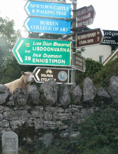 Sheep Signs Sheep Signs