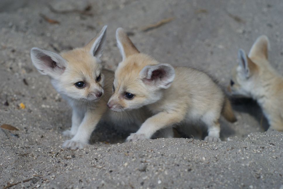 Fennec Fox Kits at the Palm Beach Zoo. Photo by Brett Bartek.