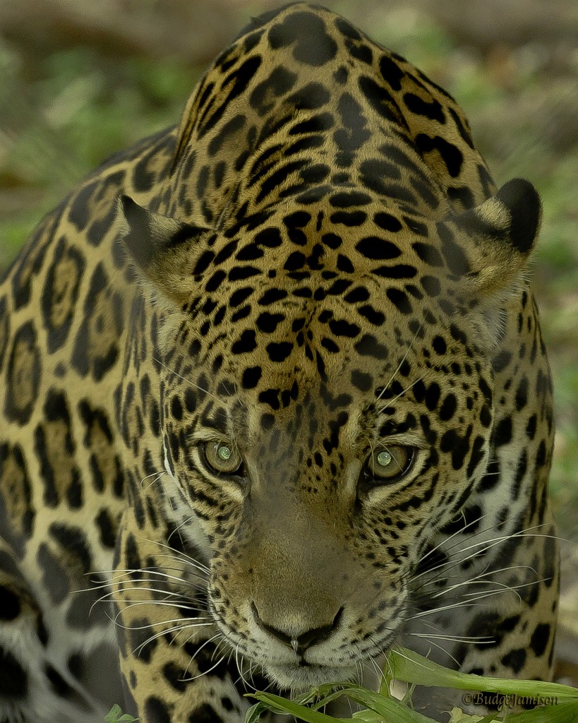 maya_the_jaguar_-_palm_beach_zoo2_-_photo_by_budge_jamison-pr