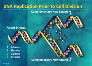 dna-9a-1