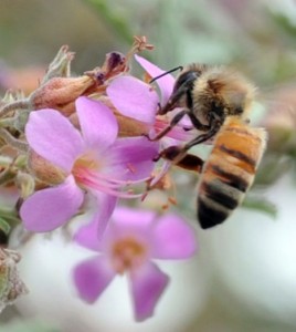 bees