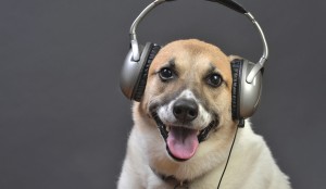 Doghouse DJ