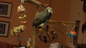 african grey1